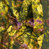 2.9 Metre Premium Tie Dye Cotton – 36” Wide - (Yellow, Green & Purple)