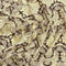 3 Metres, Printed Summer Dressmaking Viscose Fabric - 55" Wide (Brown)