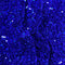 Luxurious Sequins On Velvet- 55" Wide - (Royal)